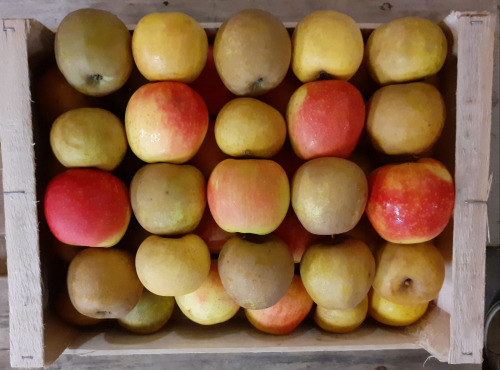 Le Châtaignier - Pommes De Variétés Anciennes - Assortiment 6kg