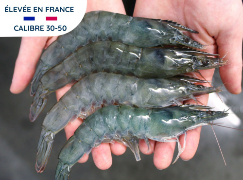 Lisaqua - Crevette Française crue surgelée - 30 à 50 pièces/kg - 10  kgs