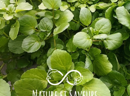 Nature et Saveurs - Ferme Aquaponique et Permacole Astérienne - Cresson de Fontaine