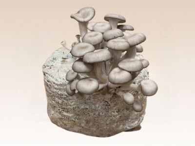 Les Myconautes - Substrat de pleurotes gris Bio
