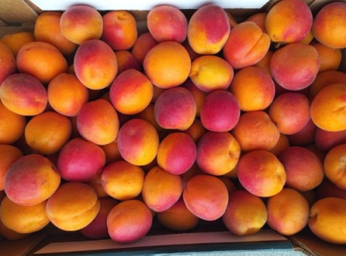Vergers des brunots - [Précommande] Abricots IGP des Baronnies - Orangered 2 kg