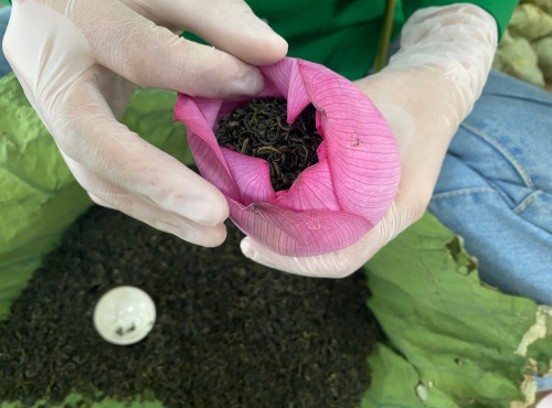 Nuage Sauvage - Thé vert dans la fleur de Lotus entier 50g