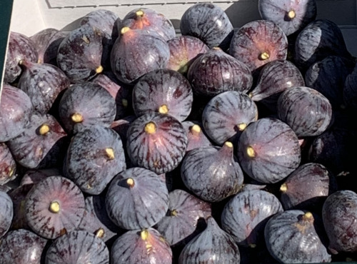 Délit de Gourmandise - Figues Noires Fraiches Bio - 2 kg