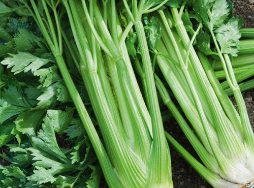 ChâteauFer - Celeri branche 1kg