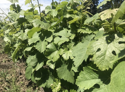 La Boite à Herbes - Feuilles De Vignes Fraîches Bio - 30 Feuilles