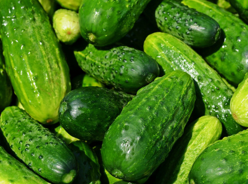 Le Châtaignier - Concombre épineux court - 1 pièce