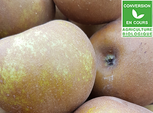 Mon Petit Producteur - Pomme Reinette Grise Canada