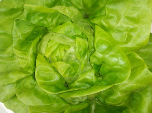 Les Herbes du Roussillon - Salade Laitue