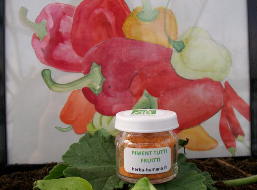 HERBA HUMANA - Piment Tutti Frutti Bio Cultivé en France 3 g