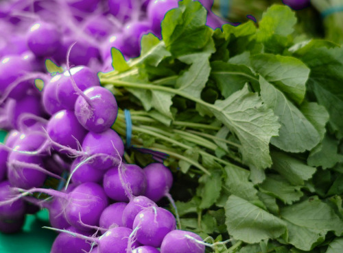 Nature et Saveurs - Ferme Aquaponique et Permacole Astérienne - Radis rond violet en botte - 250g