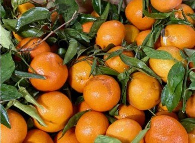 L'OLIVERAIE DU COUDON - Clémentines Catégorie 2 - 10kg