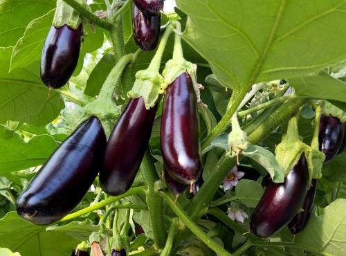 Nature et Saveurs - Ferme Aquaponique et Permacole Astérienne - Aubergine Little Finger – fine, tendre et savoureuse