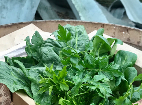 La Boite à Herbes - Mesclun Mâche, Epinard, Oseille - 250g