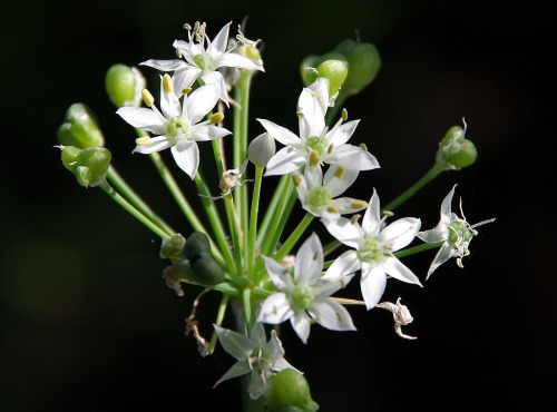 Nature et Saveurs - Ferme Aquaponique et Permacole Astérienne - Fleurs de Ciboulette de Chine – Bouquet culinaire et raffiné