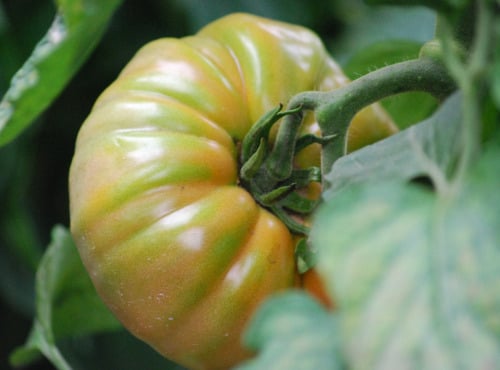 La Boite à Herbes - Tomate Marmande Biologique - 1 kg