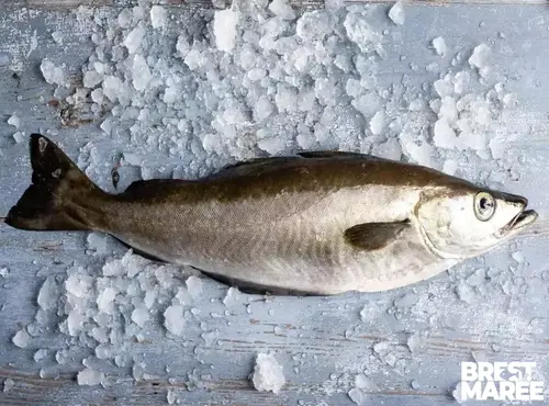 Brest Marée - Lieu Jaune entier - pièce de 1kg