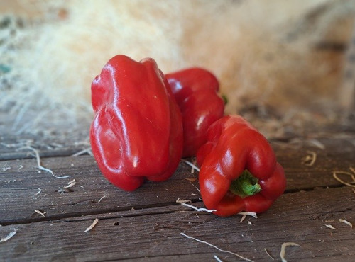 Les Jardins de Gérard - Poivron rouge Bio - 1 kg
