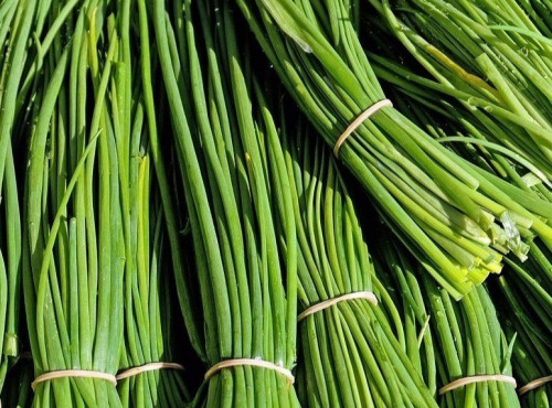 Nature et Saveurs - Ferme Aquaponique et Permacole Astérienne - Ciboulette fraîche – fine, parfumée, irrésistible