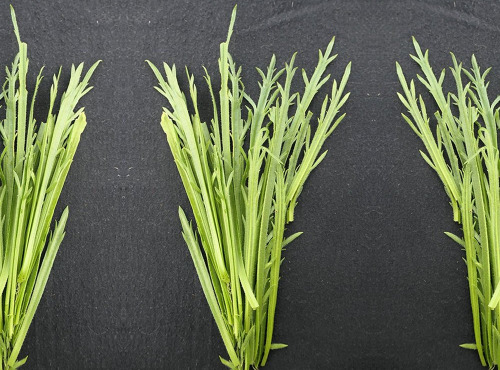 Nature et Saveurs - Ferme Aquaponique et Permacole Astérienne - Épinard corne de cerf – douceur verte et fraîcheur iodée