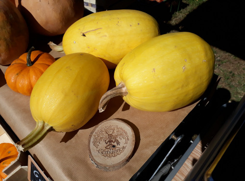 Ferme de Cernunnos - Courge Spaghetti