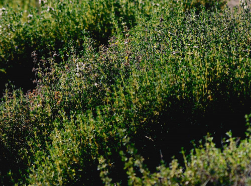 Les Herbes du Roussillon - Thym Frais