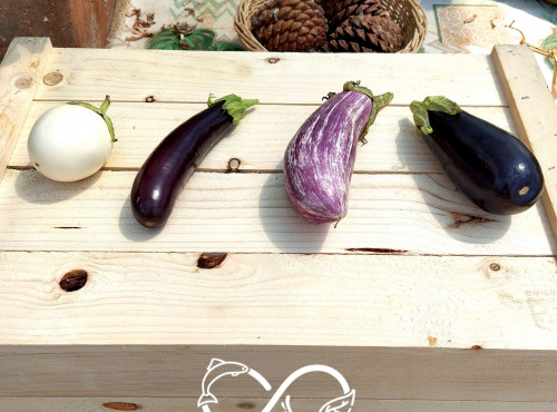 Nature et Saveurs - Ferme Aquaponique et Permacole Astérienne - Aubergines Adultes Aquaponiques en Mélange