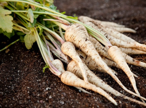 Nature et Saveurs - Ferme Aquaponique et Permacole Astérienne - Panais – douceur épicée et chair ivoire