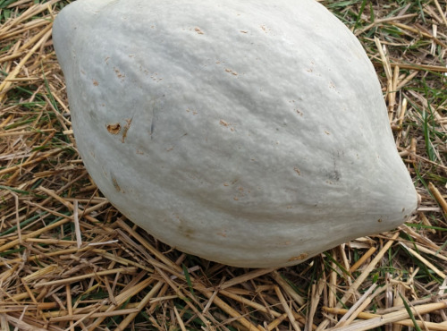La Ferme de Milly - Anjou - COURGE BLUE BALLET-BIO-2kg
