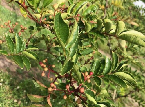 Botanist & Exception - Baie de SANSHO cultivée en France
