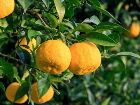 Les Hespérides - Coopérative de la Riviera Française - Hana Yuzu 1kg