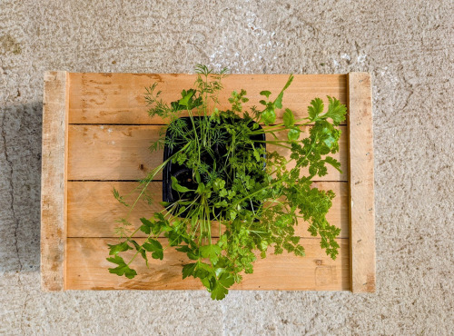 Nature et Saveurs - Ferme Aquaponique et Permacole Astérienne - Aromatiques vivants en mélange - 4 pots