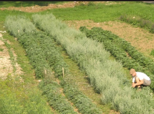 Elevage de Cochons en Forêt et Produits du Terroir Jurassien - Absinthe " La Verte" - 72° - AB