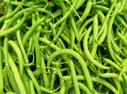 Nature et Saveurs - Ferme Aquaponique et Permacole Astérienne - Haricot Vert Sans Fil en Cageot