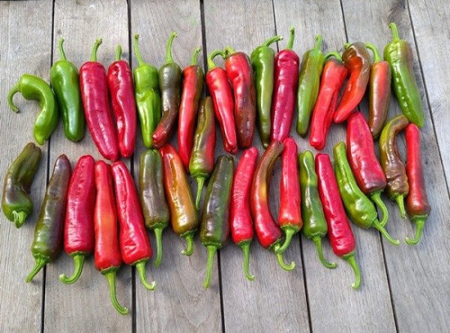 HERBA HUMANA - Piment frais Padrón 1kg