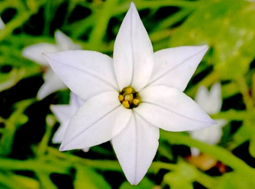 Nature et Saveurs - Ferme Aquaponique et Permacole Astérienne - Étoile du printemps — fleur comestible délicate