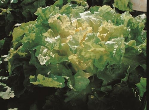 Nature et Saveurs - Ferme Aquaponique et Permacole Astérienne - Salade Chicorée Scarole à feuille lisse