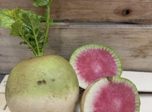 ChâteauFer - Radis Red meat 1kg