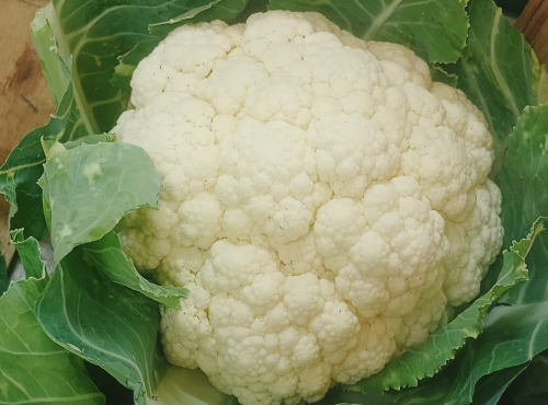 Ferme Joos - Choux fleur