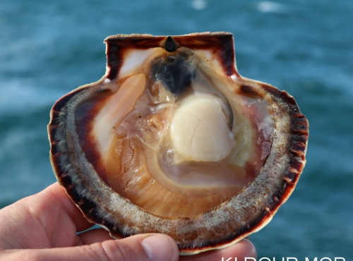 KI DOUR MOR - Coquilles Saint-jacques Baie De St-brieuc - Pêchées En Plongée - 2,5kg - Vivantes