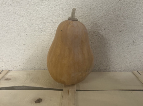 ChâteauFer - Courge - Sucrine du Berry 1kg