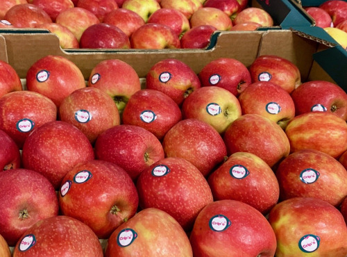 L'OLIVERAIE DU COUDON - POMME CRIP'S  7KG  ( LA CRIPS ET LA PINK LADY DECLASSÉES  ### PROMO ###