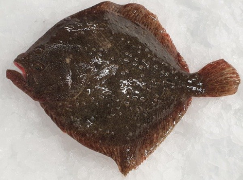 Coopérative Maritime La Graulenne - Turbot - 500g