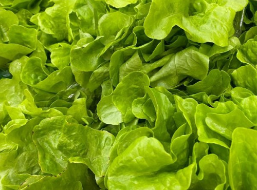 Aux Jardins des Colibris - Panier de salades Bio