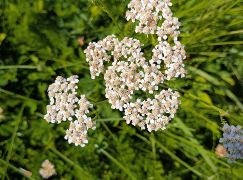 Nature et Saveurs - Ferme Aquaponique et Permacole Astérienne - Fleurs d'achillée millefeuille - 100g