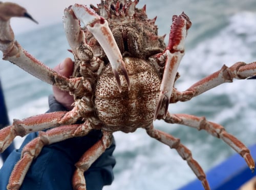 Armement Providence - En direct du bateau - Araignée de mer - Femelle Vivante