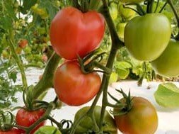 Nature et Saveurs - Ferme Aquaponique et Permacole Astérienne - Tomate Moyenne Olirose - 1kg