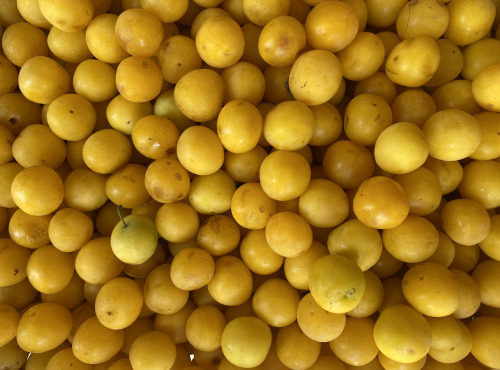 Des Poules et des Vignes à Bourgueil - Prune jaune de Touraine