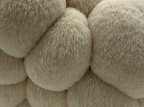 Naturélium - L'hydne hérisson / Lion's mane 2kg