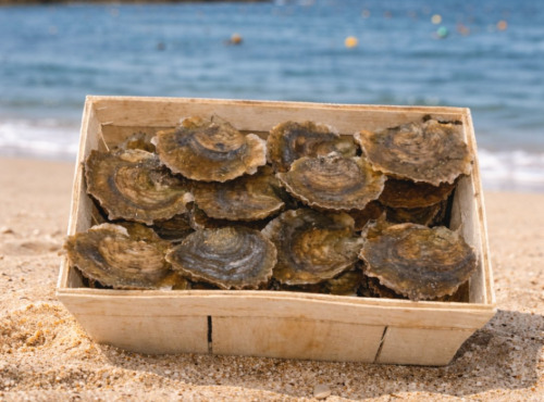 Luximer - Huîtres PLATES de Belon - Bourriche de 50 n°1