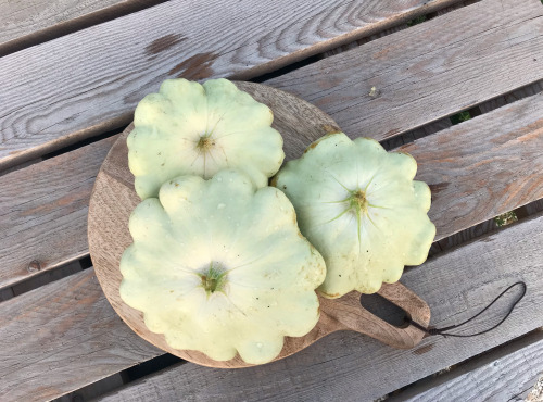 Ferme Sinsac - Pâtissons Bio frais vert ou blanc